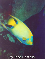 the Queen Angel Fish one of the most beautiful and colorf... by Jose Castello 